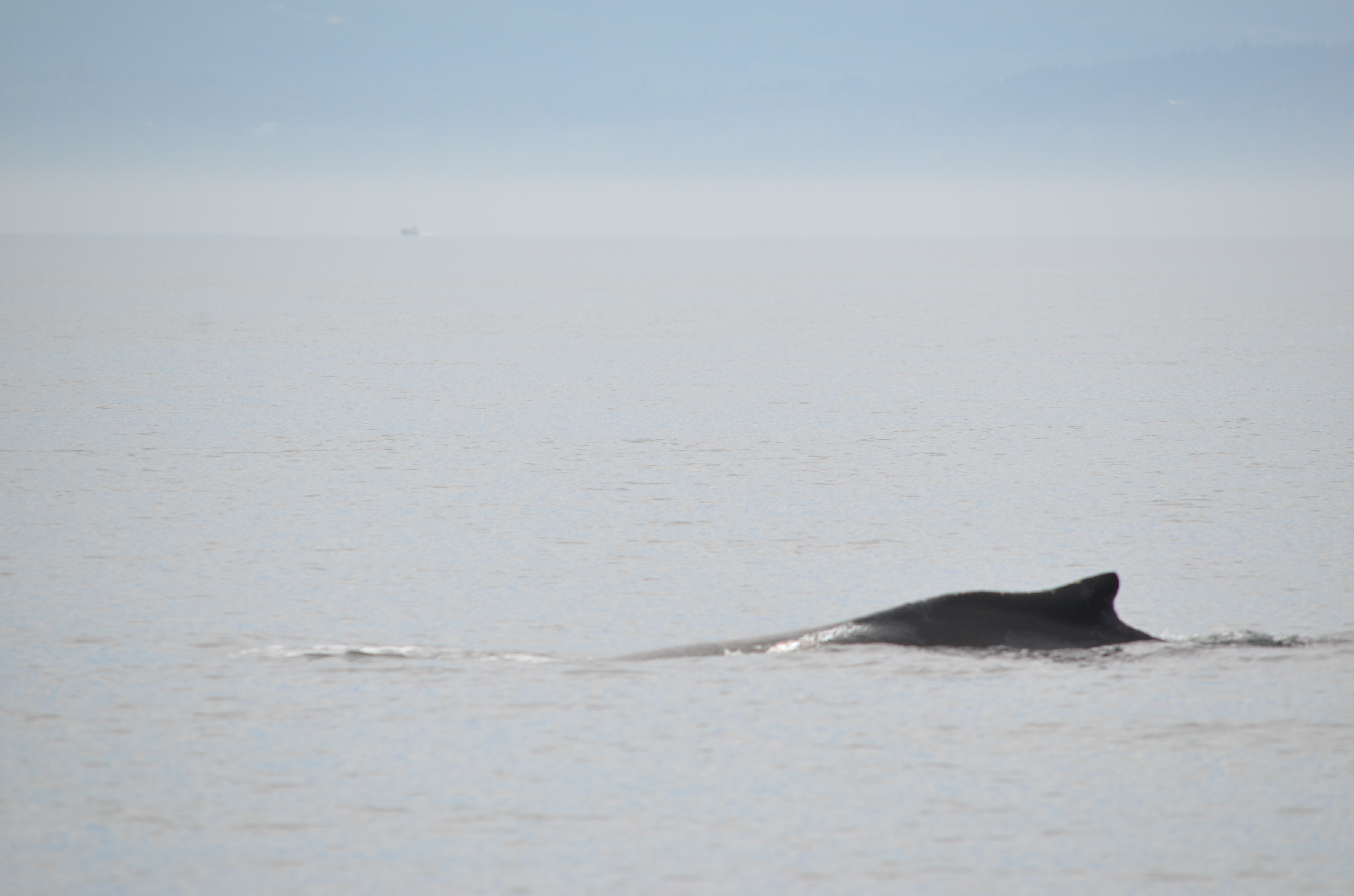 photos/wildlife/Mammal_Species/Humpback Whale/DSC_0027.JPG